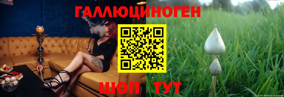 Галлюциногенные грибы Psilocybe Новокуйбышевск